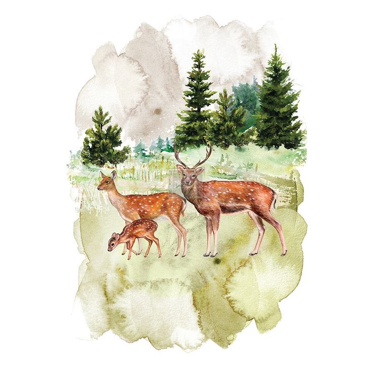Redesign Transfer Fauna DISC
